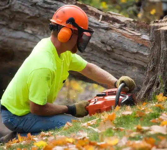 tree services Elbow Lake